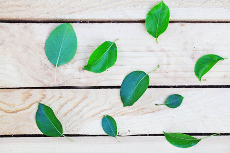 Green leaf on wooden background