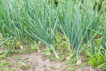 Onion patch in gardenの写真素材