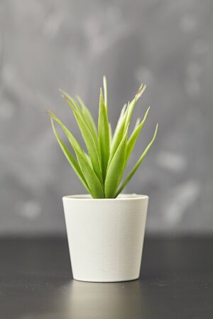 Indoor plant on wooden table and gray wall. Close upの写真素材