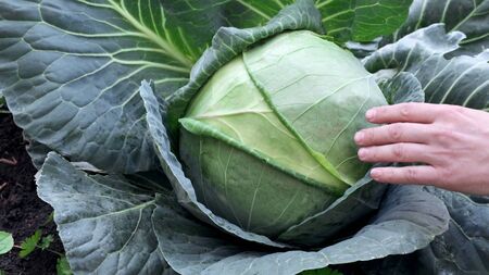 Farmer hand touch a white organic cabbage. Close up. Outdoor.の写真素材
