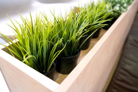 Beautiful artificial plants decoration in house or cafe. Close up