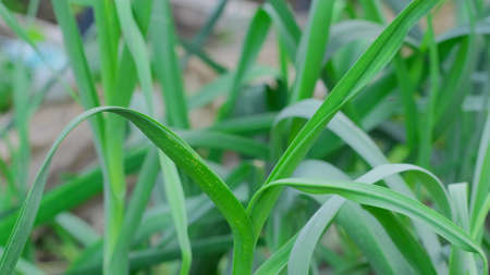 Young garlic sprouts in the garden. Close up.の写真素材