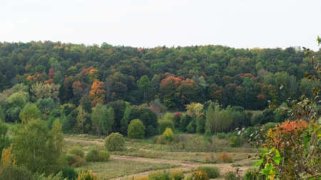 Panorama of a Black forest with a blue sky.の写真素材