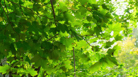 Green trees against a background of blue sky and shining sun. Nature Concept For Travel And Recreation.