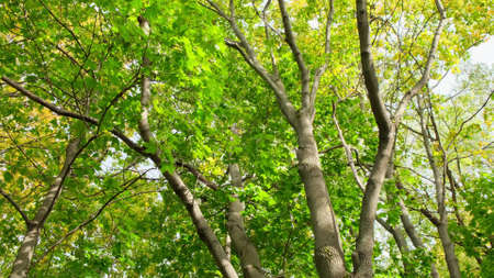 I looked up through the trees, through which the sun was shining.の写真素材