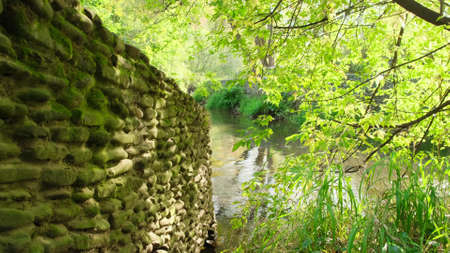 on the Bank of a forest river on a Sunny day. close upの写真素材