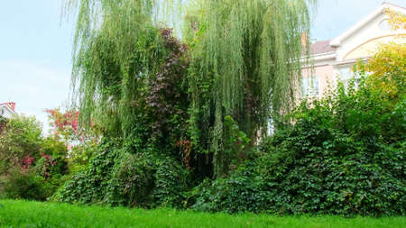 Garden hedge overgrown with Virginia creeper also called Parthenocissus Quinquefolia with green and red leavesの写真素材
