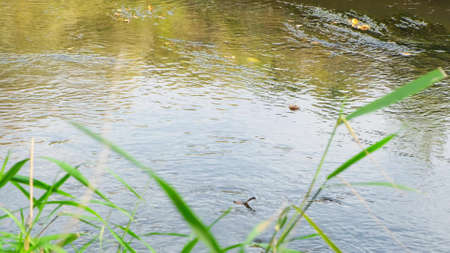wonderful freshwater river in the forest. close upの写真素材
