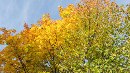 Colorful tree in sunny autumn day Blue sky in background.の写真素材