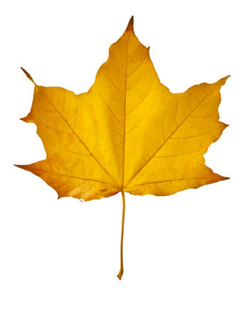 Yellow maple leaf as an autumn symbol. Isolated on white.の写真素材
