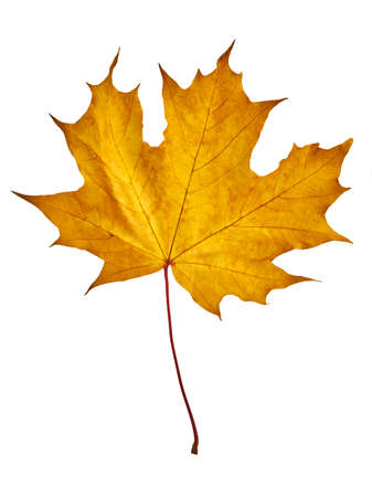Yellow maple leaf as an autumn symbol. Isolated on white.の写真素材