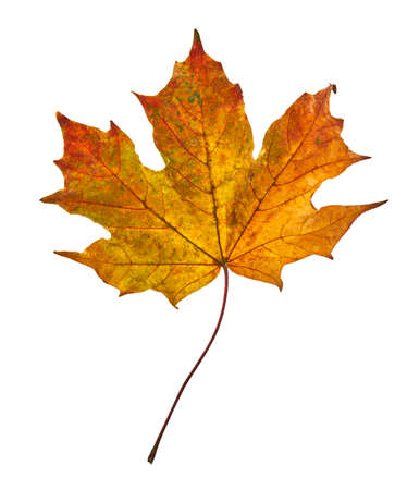 Yellow maple leaf as an autumn symbol. Isolated on white.の写真素材