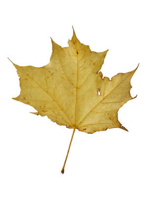 Yellow maple leaf as an autumn symbol. Isolated on white.の写真素材
