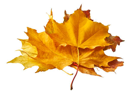 Dry multicolor maple leafs isolated on white background. Autumn backgroundの写真素材