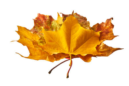Dry multicolor maple leafs isolated on white background. Autumn backgroundの写真素材