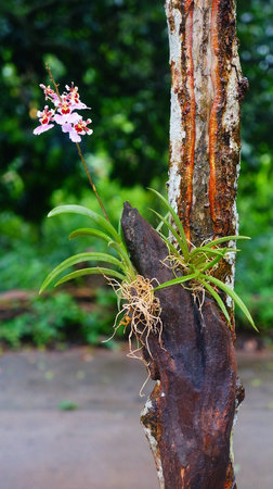 orchidの写真素材