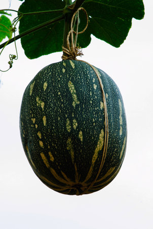 Cantaloupe hanging on green treeの写真素材