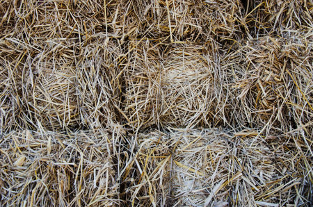 Piles of dry rice straw in farm for live stockの写真素材