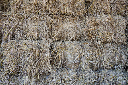 Piles of dry rice straw in farm for live stockの写真素材