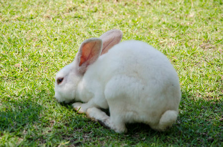 single white cute rabbit in the farmの写真素材