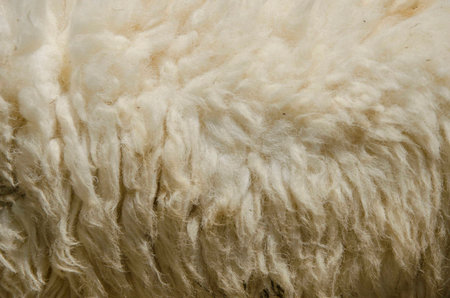 closeup sheep wool in the farmの写真素材