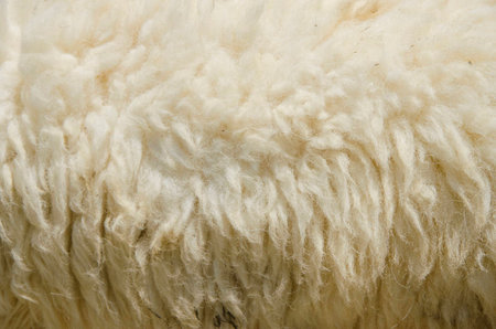 closeup sheep wool in the farmの写真素材