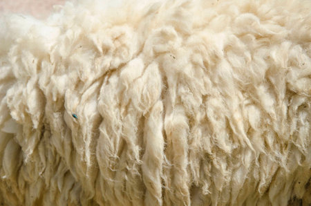closeup sheep wool in the farmの写真素材