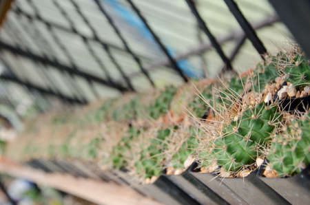 row of litle cactus grow in the farmの写真素材