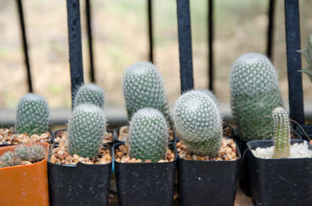 set of litle cactus grow in the farmの写真素材