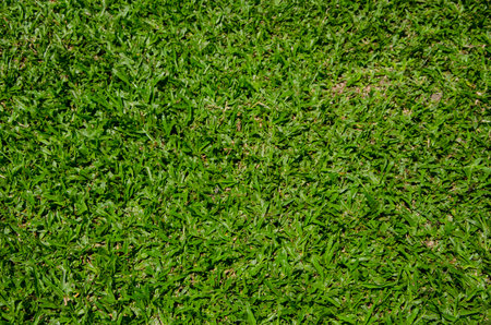 green grass texture backgroundの写真素材