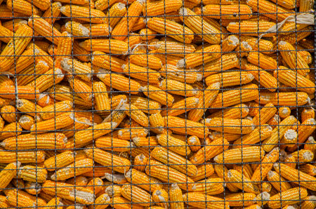 bare yellow corn in the farmの写真素材