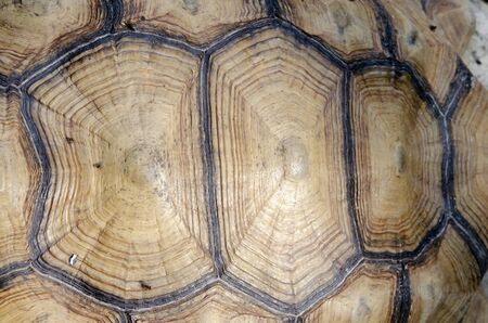 natural texture  of old turtle in the zooの写真素材