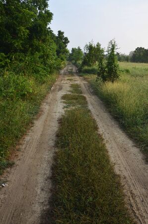 Road to the jungle in countrysideの写真素材