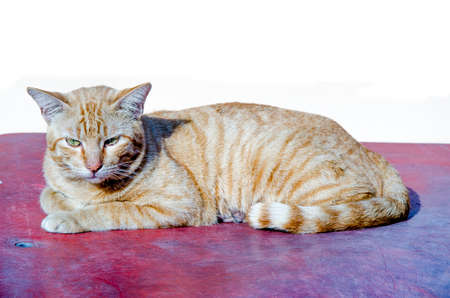 cat lay down and look forward with white backgroundの写真素材