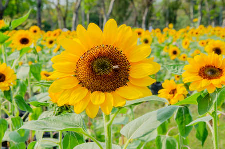 Zoom in single beautiful fresh and big yellow sunflower in the gardenの写真素材