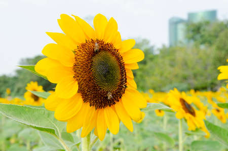 Zoom in single beautiful fresh and big yellow sunflower in the gardenの写真素材