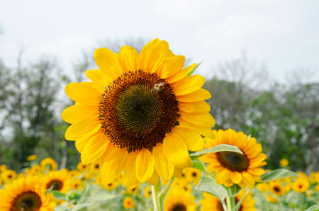 Zoom in single beautiful fresh and big yellow sunflower in the gardenの写真素材