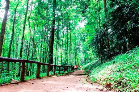 Natural pathway in the fresh green forestの写真素材