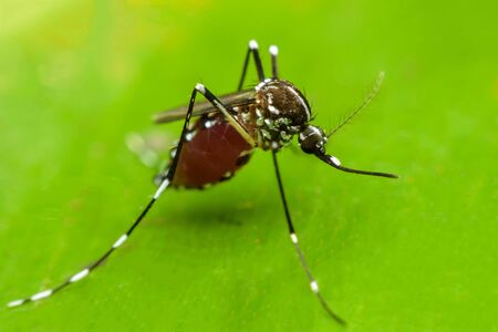 mosquitoの写真素材