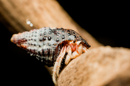 Land hermit crabs, Coenobita, hermit crabsの写真素材