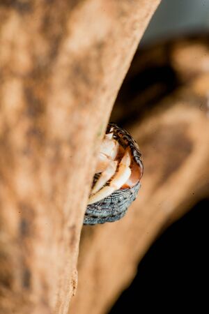 Land hermit crabs, Coenobita, hermit crabs