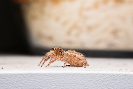 Spider,jumping Spider