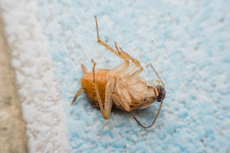 cockroach