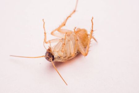 cockroach
