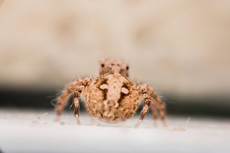 Spider,jumping Spiderの写真素材