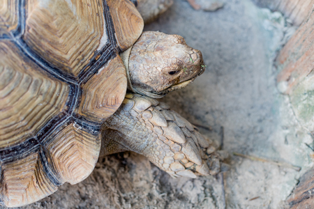 Sulcata Tortoiseの写真素材