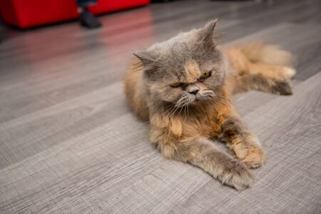 persian catの写真素材