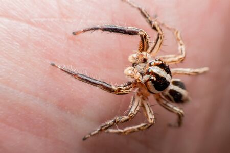 Spider on human skin, jumping Spiderの写真素材