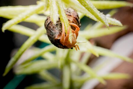 Land hermit crabs, Coenobita, hermit crabsの写真素材