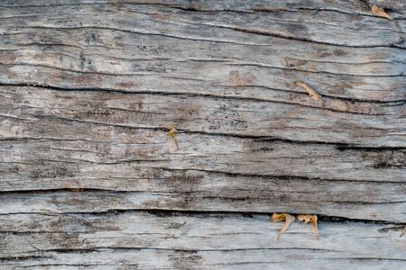 Wooden texture background